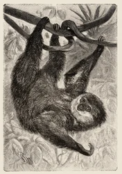 Zoología: unau o perezosa describe e ilustra por Carlo Vogt y Federico Specht en "Natural history illustree: mammals" 1884