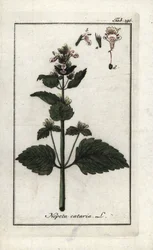Cataria o menta de gato (Nepeta cataria). Litografía de "Afbeelding der Artseny-Gewassen" de Johannes Zorn (1739-1799), Países Bajos.