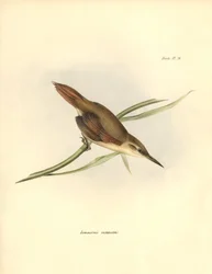 ornitología: "Limnornis rectirostris" passereau de América del Sur observa y describe por Charles Darwin (1809-1882). Lámina de "La zoología del viaje del H.M.S. Beagle. Vuelo. III, Aves descritas por John Gould, con nota de sus hábitos por Charl