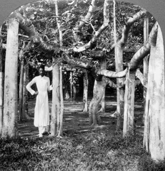 Entre las raíces de un árbol de banyan, Calcuta, India, 1900s
