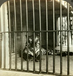 Tigre devorador de hombres capturado, culpado de 200 muertes, Calcuta, India, c. 1903