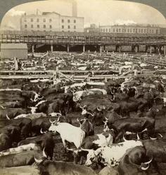 Ganado, Grandes Corrales de Unión, Chicago, Illinois, EE.UU.