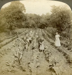 Niños trabajando en un huerto, hogar del Ejército de Salvación, Spring Valley, Nueva York, EE. UU.
