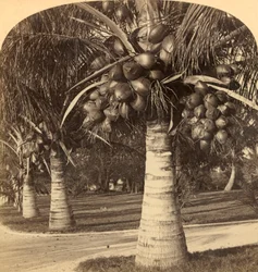 Árboles de Coco en las arenas blancas de Florida, EE.UU., c1900