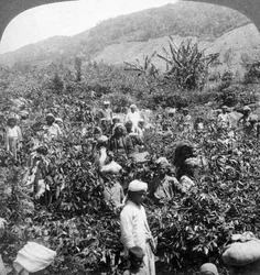 Recolección de café en la finca de Sir Thomas Lipton, Dambutenne, Sri Lanka