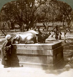 Mujer devota acariciando un toro de bronce para curar el reumatismo, templo Kitano Tenjin, Kioto, Japón, 1904
