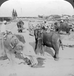 Elefantes trabajando en un patio de madera, India, c1900s