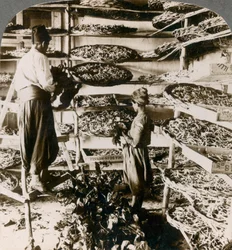 Alimentando gusanos de seda con su desayuno de hojas de morera, montañas del Líbano, Siria, 1900s