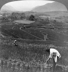 Campos de arroz fértiles en el antiguo cráter de Aso-San, Japón, 1904