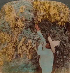 Cosechando fruta deliciosa de un árbol de mango cargado, Cuernavaca, México, 1907. Artistas: Elmer Underwood, Bert Elias Underwood