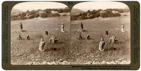 Recogiendo cizaña del trigo en los campos pedregosos de Betel Baytin, Palestina, 1900