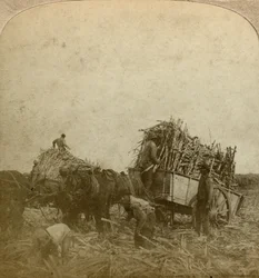 Cargando caña, plantación de azúcar, Luisiana, EE.UU.