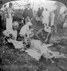 Desollando un tigre muerto, cacería del Maharajá de Cooch Behar, India, c1900s