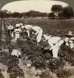 Campo de fresas, Irapuato, México