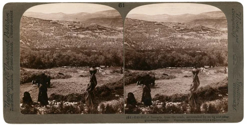 La colina de Samaria, desde el sur, rodeada de sus higueras y olivares, Palestina, 1900