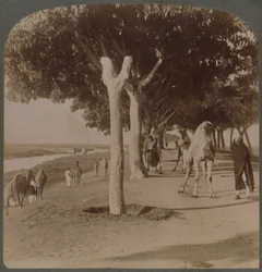 El Camino a las Pirámides, Egipto, 1896