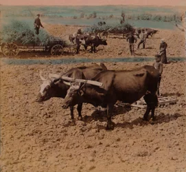 Gente del campo ahorrativa con su ganado trabajando en una granja cerca de Jonkoping, Suecia, 1905