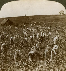 Campo de tabaco, Montpeller, Jamaica, 1900