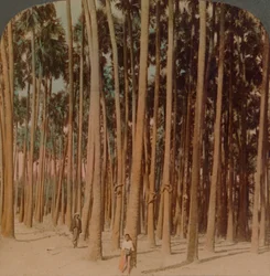 Palmeras Toddy de 100 pies de altura, Pagan, Birmania, 1907