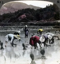 Trasplante de arroz en un campo de arrozal, Japón, 1904