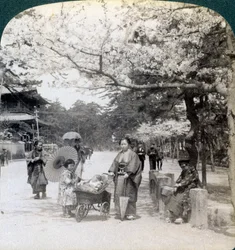 Bajo los cerezos en flor, mirando al noreste a lo largo de la avenida principal del Parque Shiba, Tokio, Japón, 1904