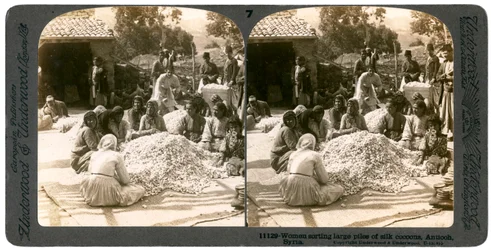 Mujeres clasificando grandes pilas de capullos de seda, Antioquía, Siria, 1900s