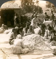 Mujeres clasificando grandes montones de capullos de seda, Antioquía, Siria, 1900s