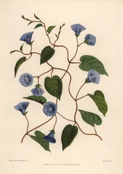 Enredadera de racimo, Jacquemontia pentanthos