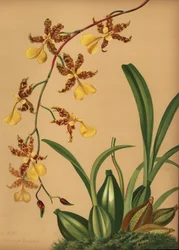 Orquídea dama danzante, Oncidium tigrinum (Oncidium barkerii)