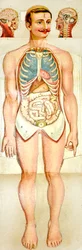 Modelo educativo desplegable de anatomía humana, c. 1895