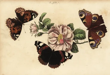 Vanesa de los cardos, Vanessa cardui 1, almirante rojo, Vanessa atalanta 2, y pavo real europeo, Aglais io 3