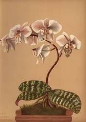 Phalaenopsis schilleriana (Phalenopsis schilleriana)