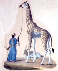 Una jirafa y su entrenador en el circo. Litografía