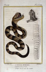Una serpiente de cascabel. Lámina tomada de un Tratado de Historia Natural de “Obras de Buffon” por el naturalista Georges Louis Leclerc, Conde de Buffon (1707 - 1788). Siglo XIX