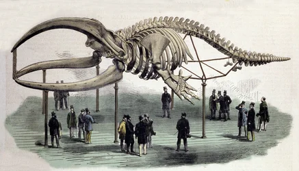 Un esqueleto de ballenas en el Royal College of Surgeons en Londres. Grabado del siglo XIX