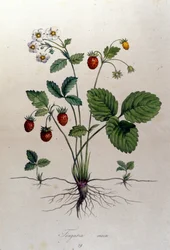 Un madroño y sus frutos: lámina botánica del siglo XIX.