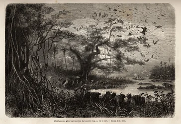 Abundancia de caza en las orillas del Zambeze