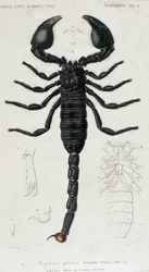 Escorpión africano - Tabla de Historia Natural