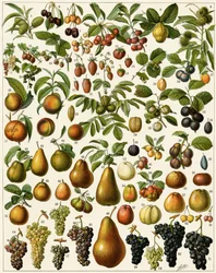Agricultura: Tabla botánica que representa frutas comestibles (cereza, frambuesa, fresa, arándano, durazno, albaricoque, nueces, uvas, pera, avellana, higo, manzana, ciruela...). Litografía a color.