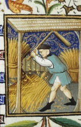 Representación alegórica de agosto. Un campesino trillando trigo. Miniatura de un manuscrito del siglo XIV.