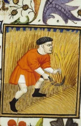 Representación alegórica de julio. Cosecha: un campesino segando trigo dorado. Miniatura de un manuscrito del siglo XIV
