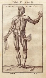 Tabla anatómica que representa a un hombre de espaldas. Grabado en "Anatomia Corporis Humani" de Juan Valverde De Amusco (1525-1588). Barcelona. Biblioteca de Catalunya.