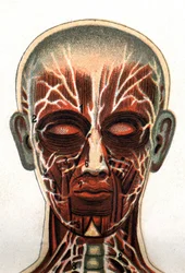 Anatomía: sección transversal del cráneo humano, sección vista desde el frente que representa el sistema muscular. En “La nueva medicación natural” por F.E. Bilz. 1898