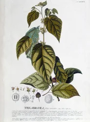 Planta de té Arbroma - lámina botánica