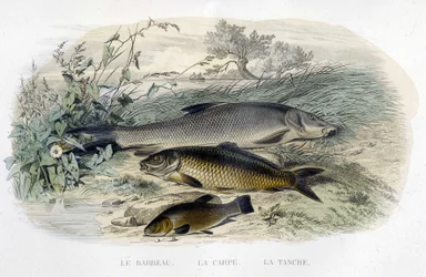 Barbo, carpa y tenca - en "Histoire naturelle" de Lacépède, T.II, ed. Furne et Cie, París