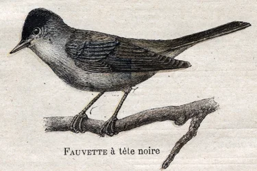 Aves útiles para la agricultura: Reinita de patas negras
