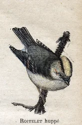 Aves útiles para la agricultura: Reyezuelo listado