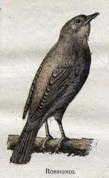 Aves útiles para la agricultura: Ruiseñor