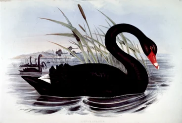 Cisne negro (Cygnus atratus) - de Aves de Australia de J. Gould, principios del siglo XIX.
