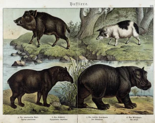 Jabalí, cerdo, tapir e hipopótamo - en “Historias naturales de mamíferos”, ed. Schreiber
